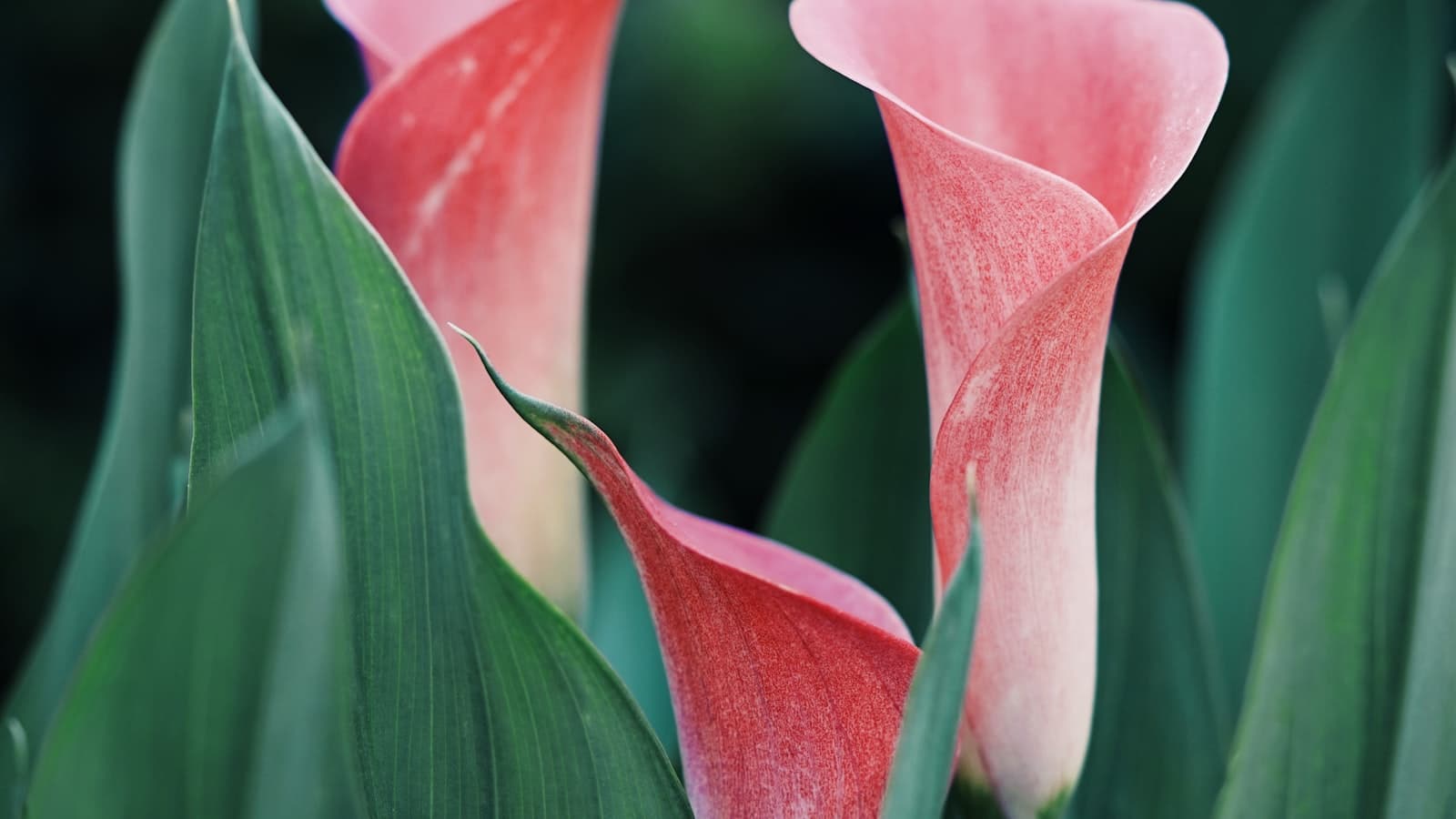 L'été au jardin