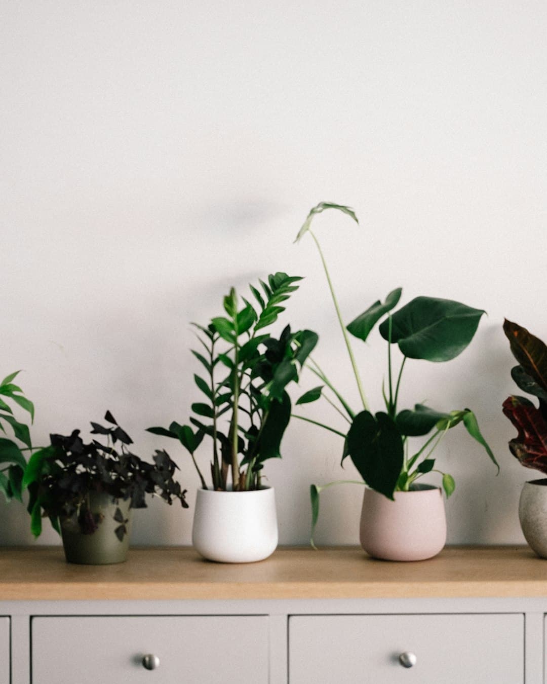 Monstera deliciosa en pot