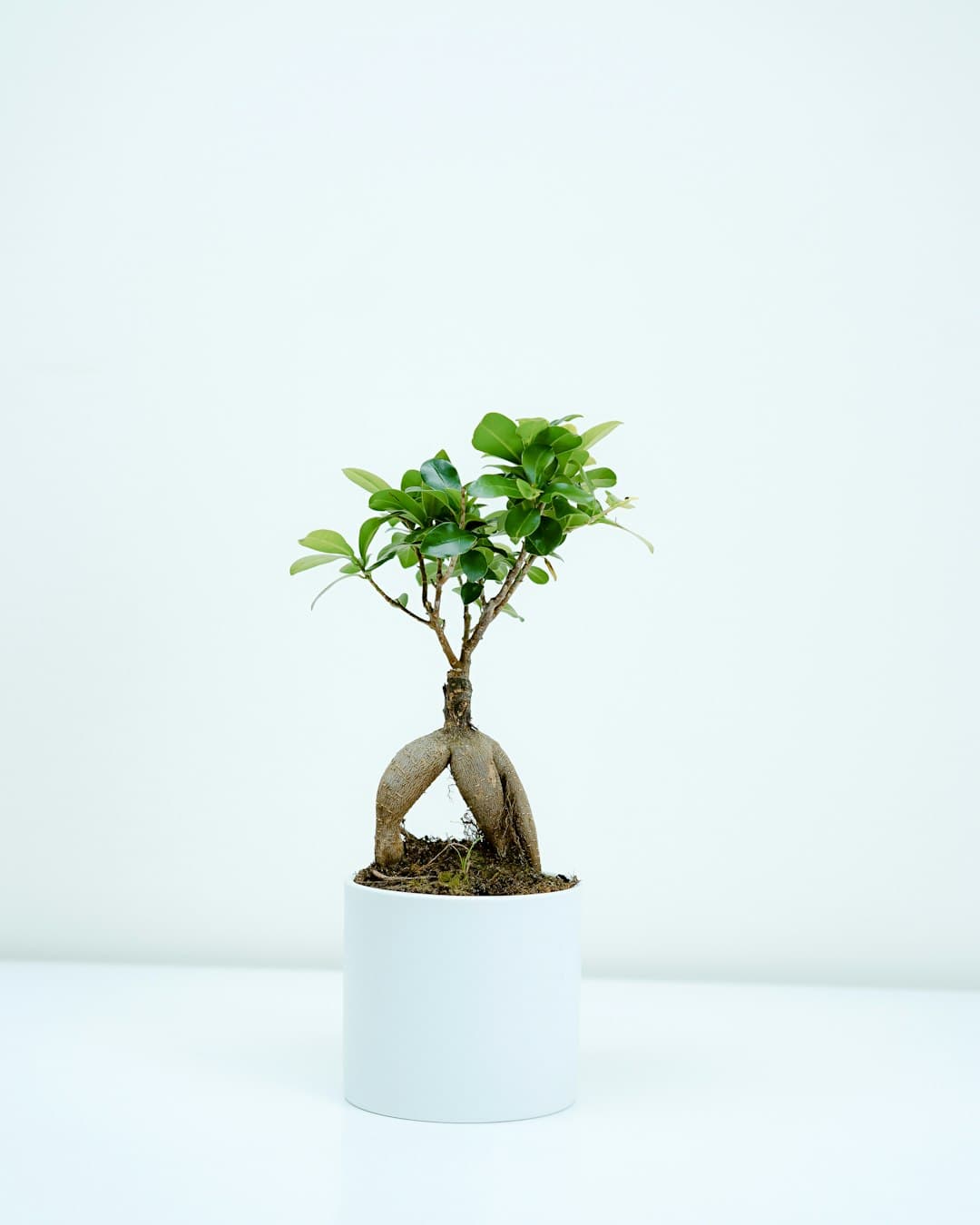 Ficus lyrata